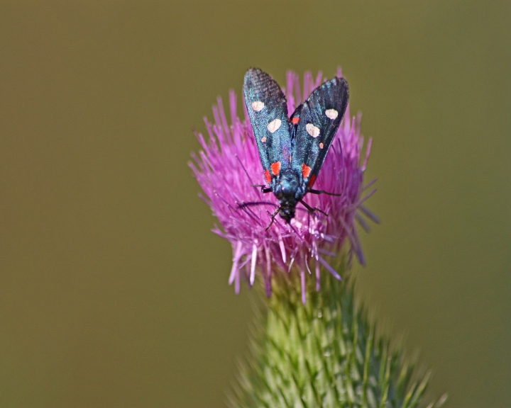 aiuto ID Zygaena sp